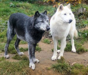 The Gray wolf can vary in color