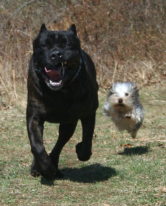 An Italian Mastiff (left) And A Yorkshire Terrier (right): History of wolves and dogs