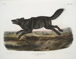 Florida Black Wolf: Extinct wolf species