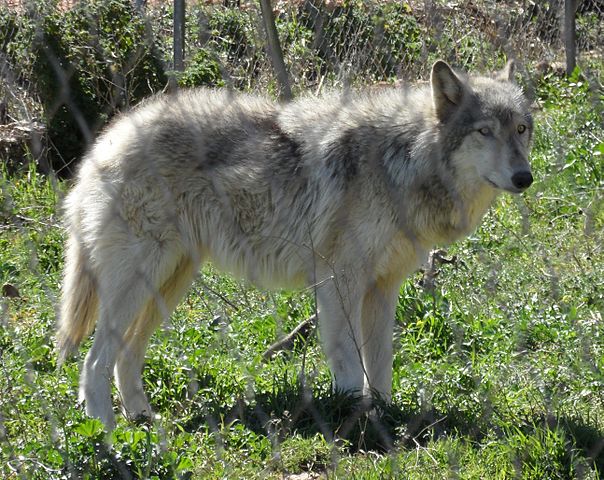 The History Of Wolves And Dogs