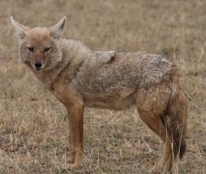 Tanzanian African Golden wolf