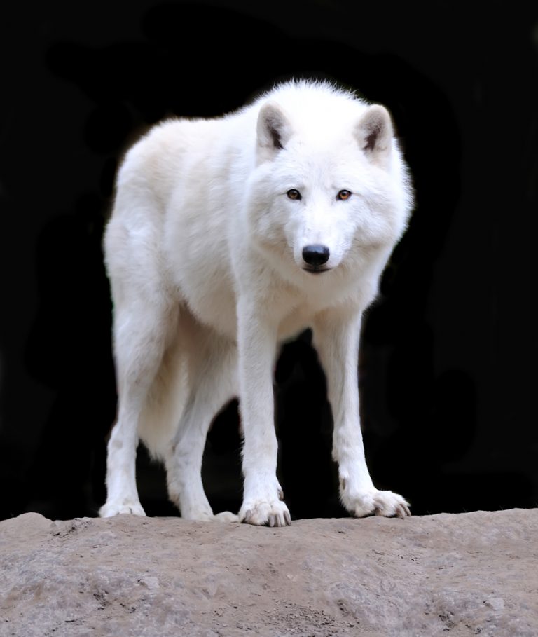 Wolf Tourism: Best Places To See Wolves In The Wild Worldwide
