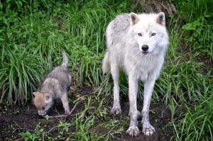 Adult Wolf And Pup