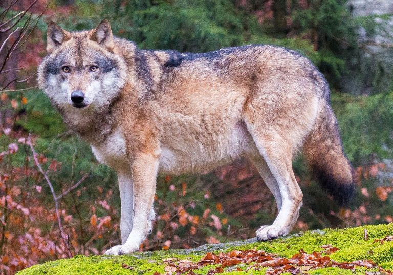 Who Will Save The Russian Wolves?