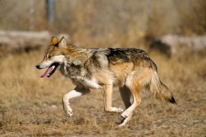 A Mexican Wolf in the captive breeding enclosure