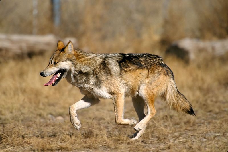 A Mexican Wolf in the captive breeding enclosure