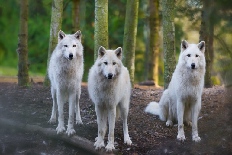 Species Profile: The Arctic Wolf