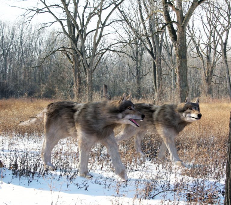 All You Need To Know About The Extinct Dire Wolves