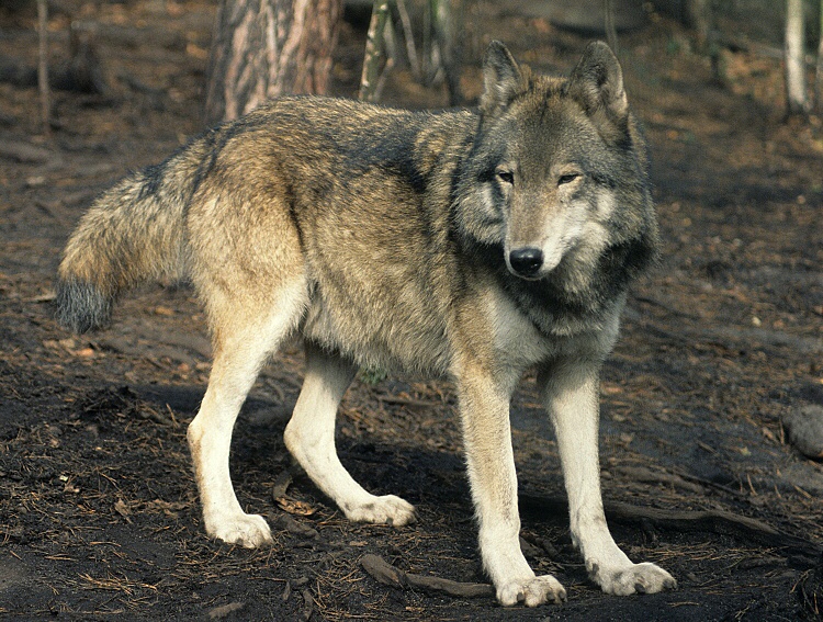 Species Profile: The Caspian Sea Wolf