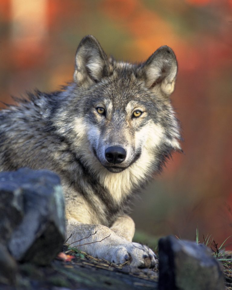 120 Wolf Names And Meanings From Around The World