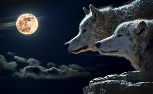 A Couple of wolves 