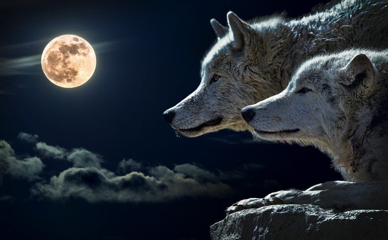 10 Of The Most Memorable Wolves In Movies And TV