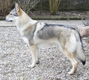 Czechoslovakian Wolfdog: Keeping Wolfdogs