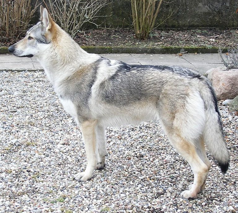 The Persistent Issue Of Keeping WolfDogs: Pros And Cons
