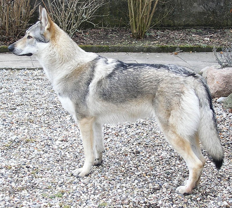 Czechoslovakian Wolfdog: Keeping Wolfdogs