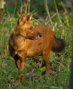 A Dhole In The Wild ; Same family as wolves
