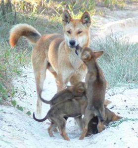 Male dingo with pups