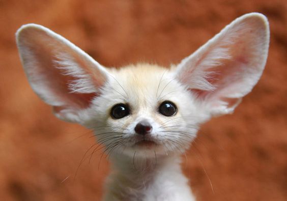7 Wild Creatures In The Same Family As Wolves
