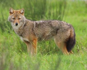 A Golden Jackal : Same family as wolves