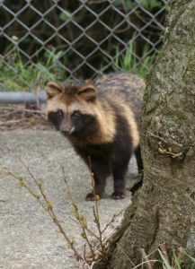 Tanuki Or Japanese Raccoon Dog 