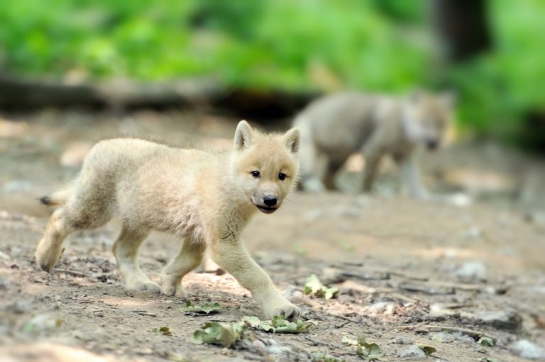 Want To Keep A Pet Wolf? Read This First