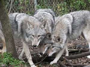 A Pack Of Coyote-Wolf Hybrids