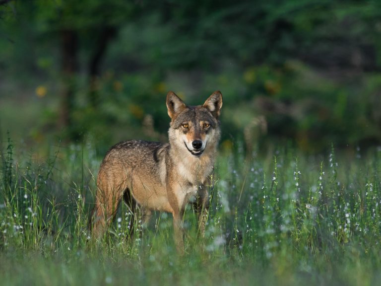 Species Profile: The Indian Wolf