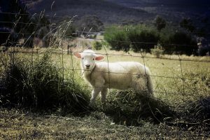 Lamb behind a barrier