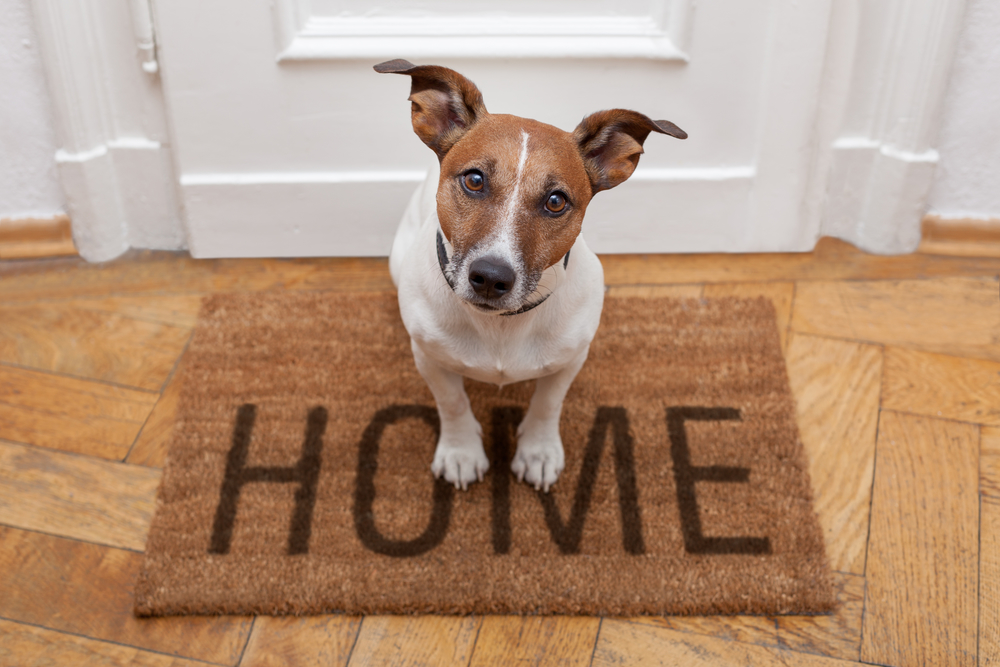 Domesticated Dog: Dogs and Wolves