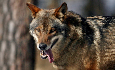 Who’s Afraid Of The German Wolves?
