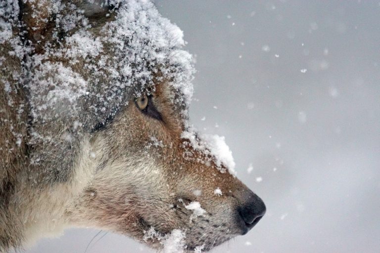 Do Lone Wolves Really Exist Or Not?
