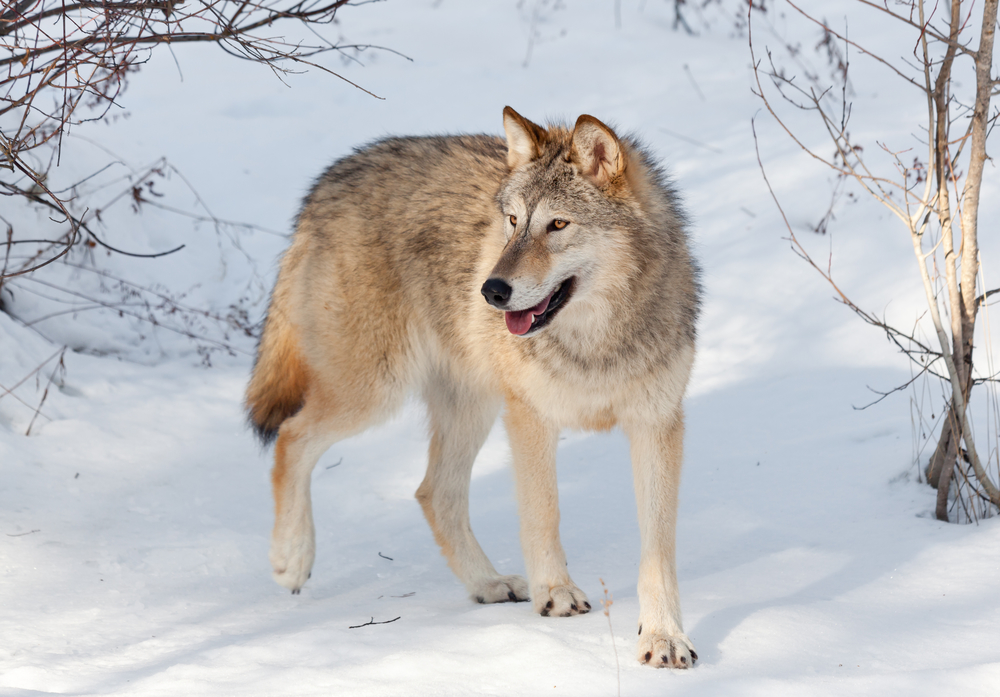 A Wolf In Winter: Wolves return to Denmark