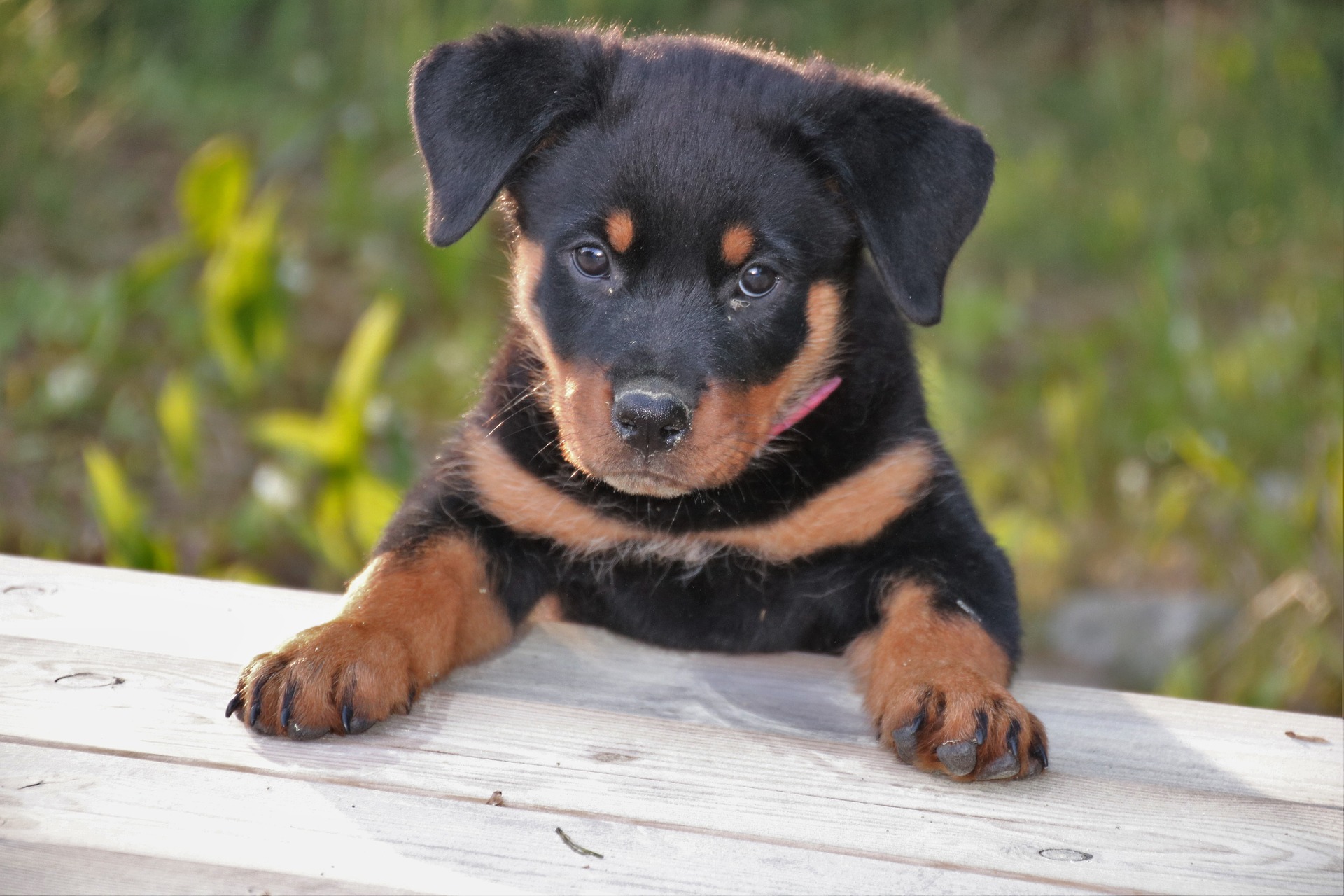 Rottweiler puppy : Wolves
