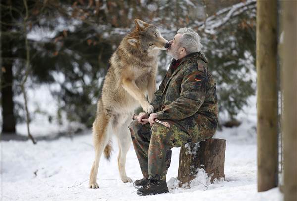 Mongolian wolf Heiko licks the mouth of wolf researcher Werner Freund 