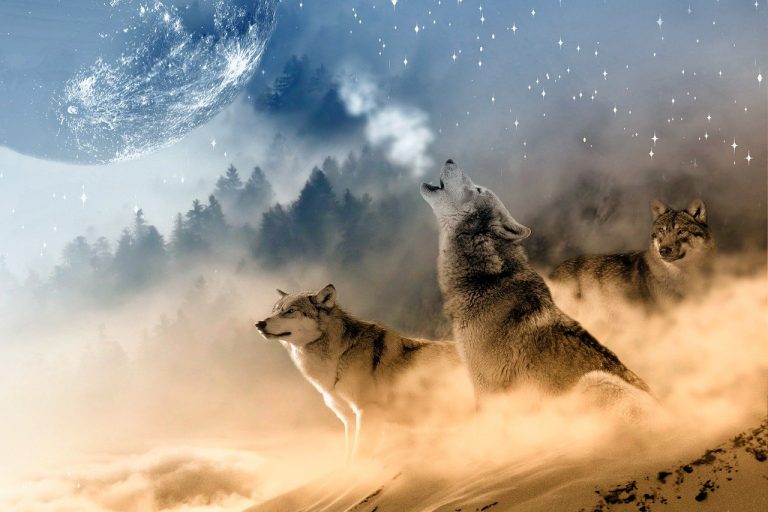 Gray Wolves are Back on the Endangered List