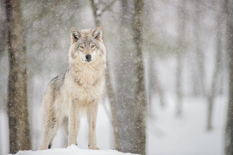 Are There Wolves In New York?