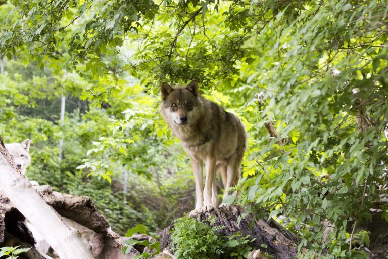 EU President’s Pony is Killed by a Wolf