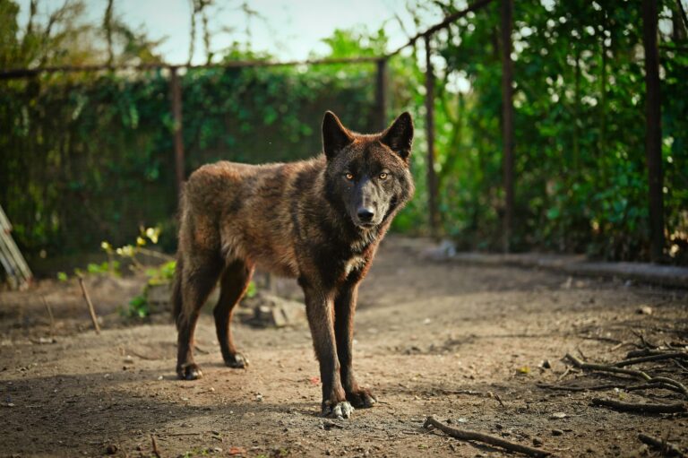 Black Wolves in North America