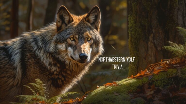 Howl of the West: A Northwestern Wolf Trivia Challenge